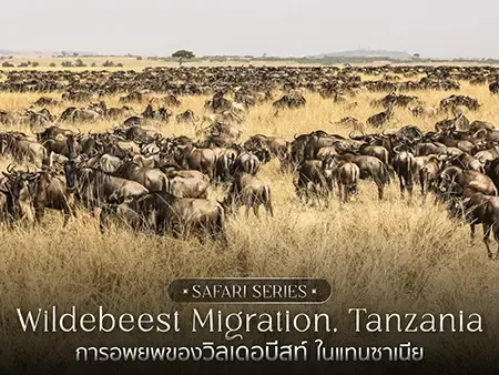 เจาะลึกเส้นทางอพยพของวิลเดอบีสท์ แอฟริกา พร้อมแนะนำเดือนไหนดี